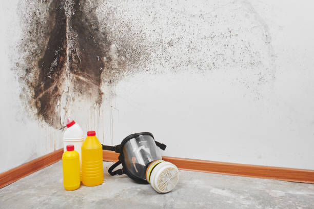 Best Local Mold Removal Service  in Deridder, LA