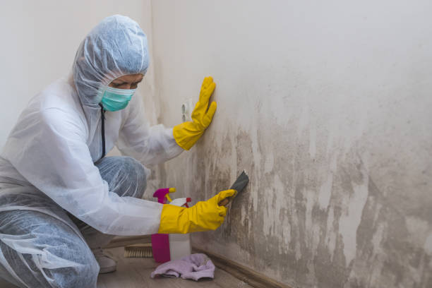 Best Attic Mold Removal  in Deridder, LA