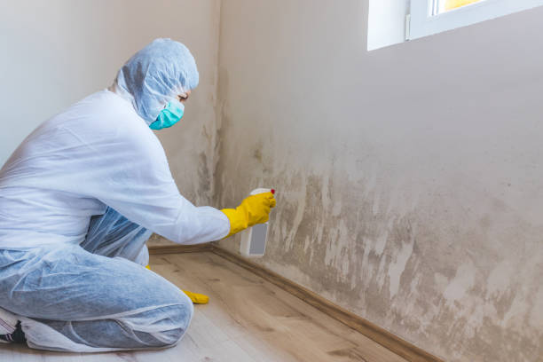Mold Removal Process in Deridder, LA