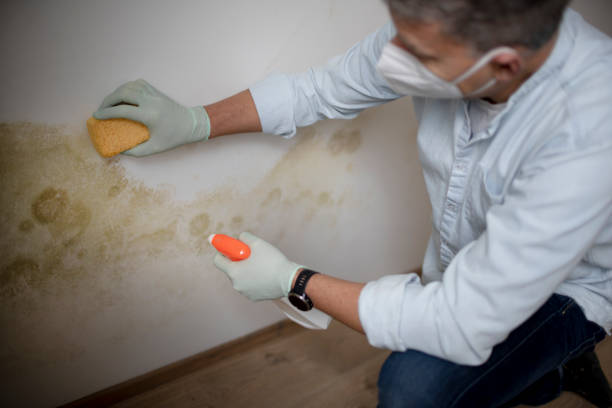 Best Home Mold Removal  in Deridder, LA