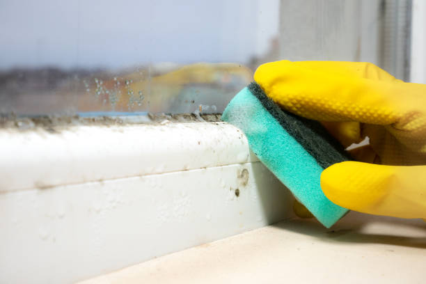 Best Mold Damage Repair  in Deridder, LA