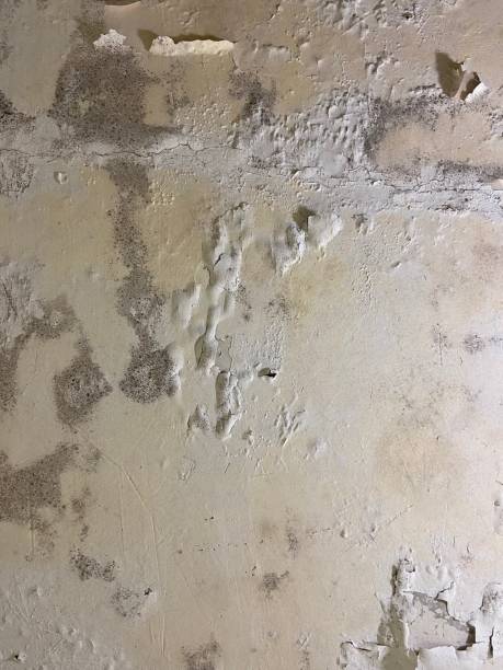 Best Fast Mold Removal  in Deridder, LA