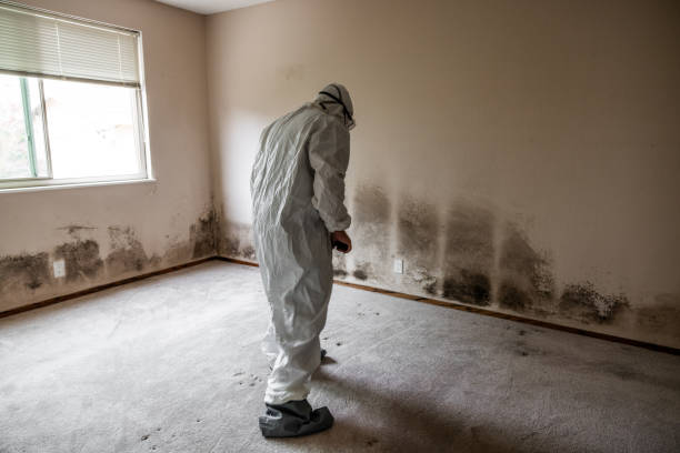 Trusted Deridder, LA Mold Removal Experts