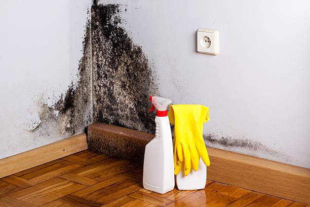 Best Crawl Space Mold Removal  in Deridder, LA