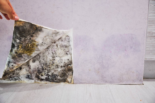 Best Mold Removal Process  in Deridder, LA